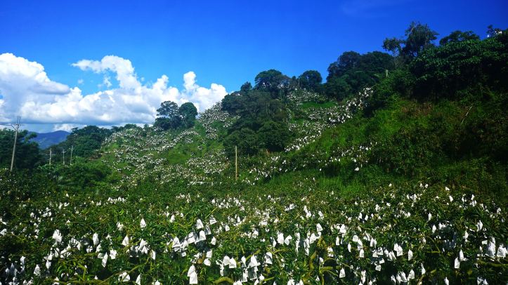[玉井芒果的故鄉] 芒果快成熟農民套水果紙袋防蟲叮,形成滿山白茫茫一片